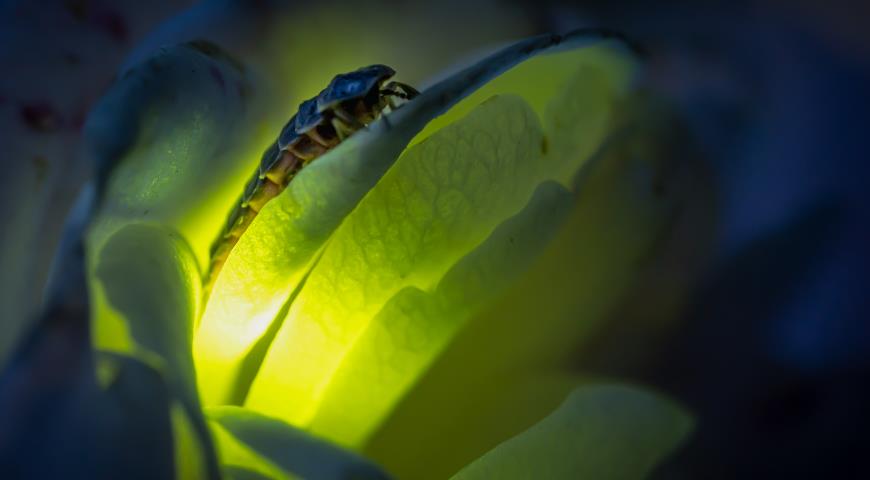 Светляк обыкновенный (Lampyris noctiluca), светлячок