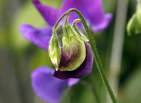 Душистый горошек, цветок, Lathyrus odoratus L. 