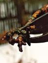 Удаление плодовых почек груши Удаление плодовых почек груши