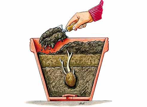 Семена овощей / Сибирские Сортовые Семена Семена овощей / Сибирские Сортовые Семена