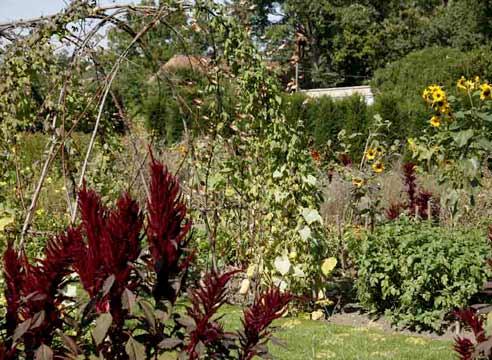 Овощные и декоративные растения в саду