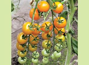 размножение семенами томатов