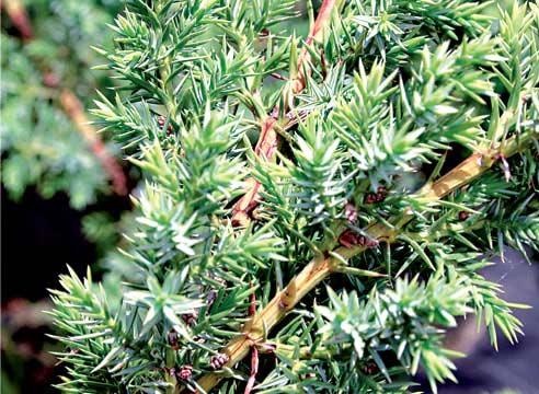 Можжевельник китайский Блю Алпс, Juniperus chinens