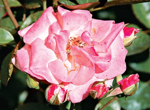 Роза флорибунда, сорт Trier 2000