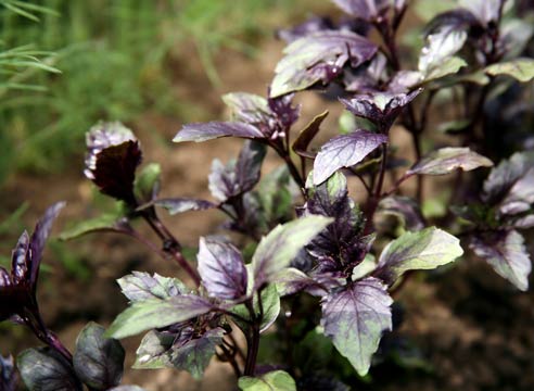 Базилик, Ocimum basilicum