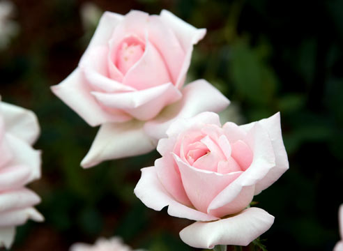 Роза чайно-гибридная, сорт Marchenkonigin