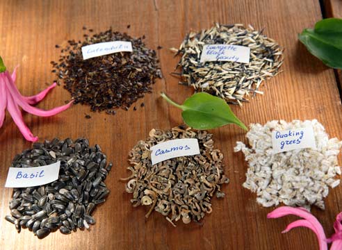 Семена разных растений
