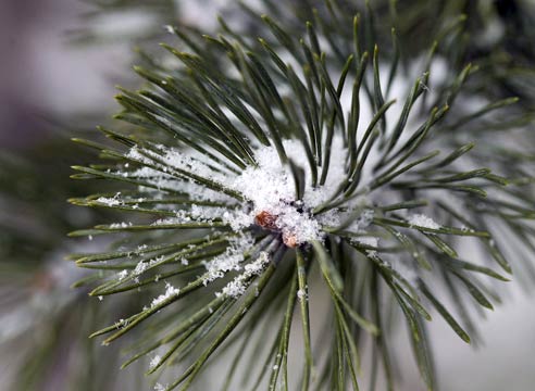 Хвойные: как подготовить к зиме и что делать весной 