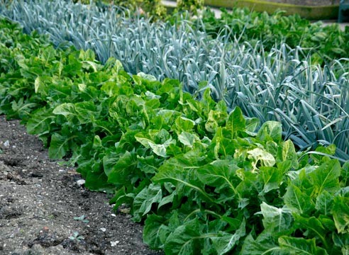 Сад и огород видео совместная посадка овощей