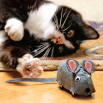 кошка, мышка, игрушка для кошки, кот