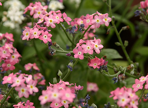 Незабудка (Myosotis)