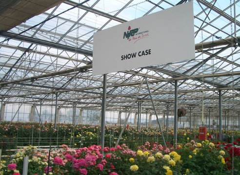 Компания NIRP покажет на Цветы Экспо душистые чайно-гибридные розы 