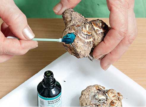 Выращивание каллы в домашних условиях из луковицы - ФоксТел-Юг