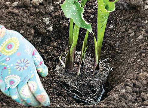 Посадка и уход клубневых калл Посадка и уход клубневых калл