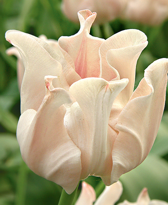 Сорта тюльпанов. Фото