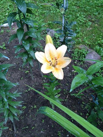 Лилии в моём саду. Часть 1