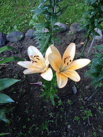 Лилии в моём саду. Часть 2
