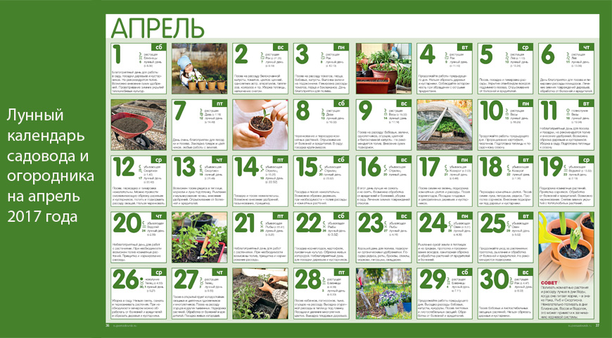 Конкурсы с растениями Конкурсы с растениями