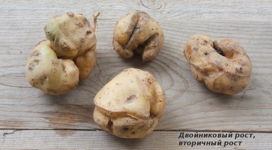 Двойниковый, или вторичный рост клубней картофеля, деформация клубней