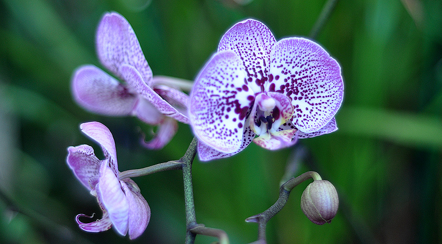 выставки в Аптекарском, орхидея-фаленопсис