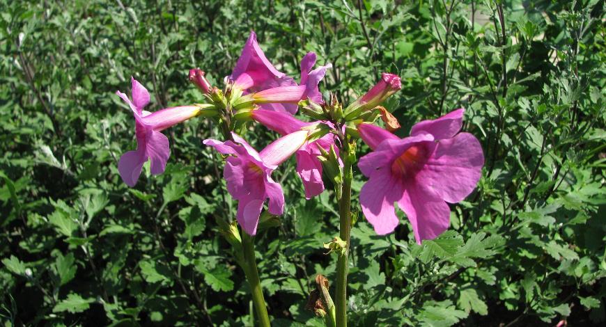 Инкарвиллея, красивоцветущее однолетнее растение