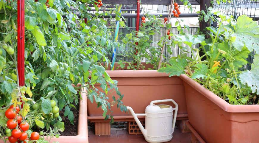 овощи на балконе