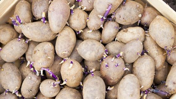 Нужно ли проращивать картофель перед посадкой и другие важные вопросы прокартошку