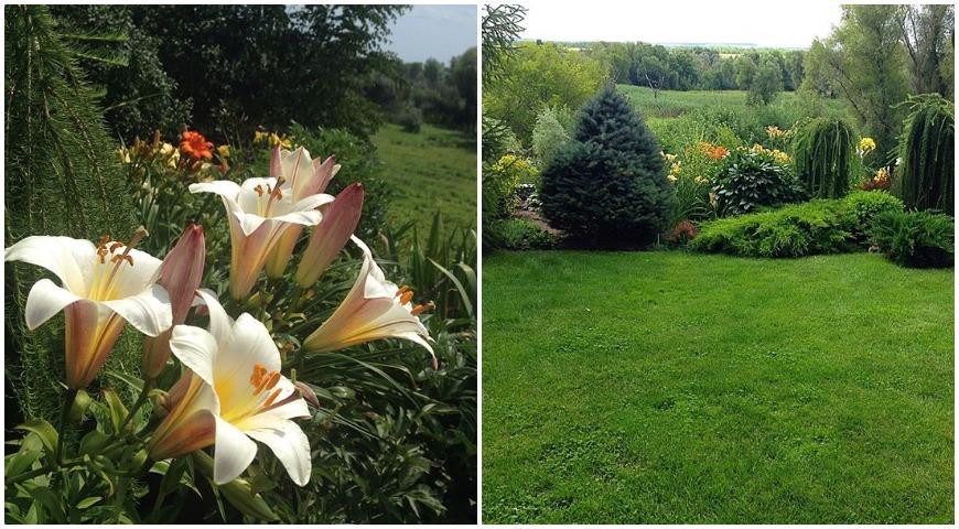 лилия, газон, многолетник, пейзажный стиль, сад, Ульянова