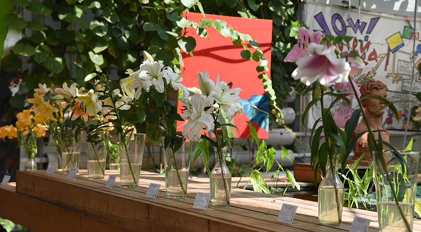 Выставка лилий в Аптекарском огороде