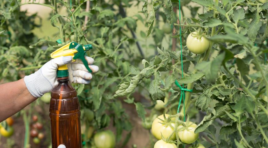 помидор, томат, обработка растений в теплице, защита помидоров от вредителей