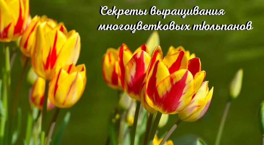 Многоцветковые тюльпаны: выращиваем правильно