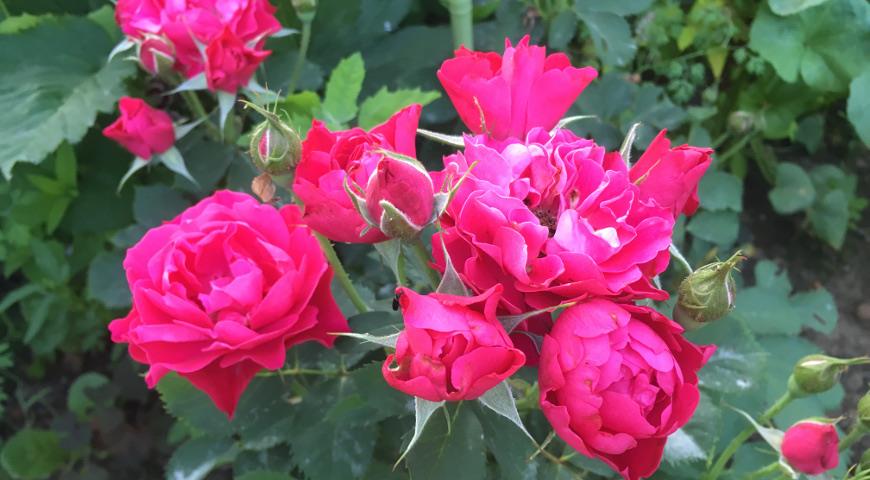Канадская парковая роза Morden Amorette