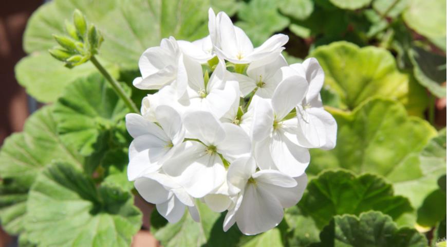 Пеларгонии с белоснежными цветками могут страдать от дождя