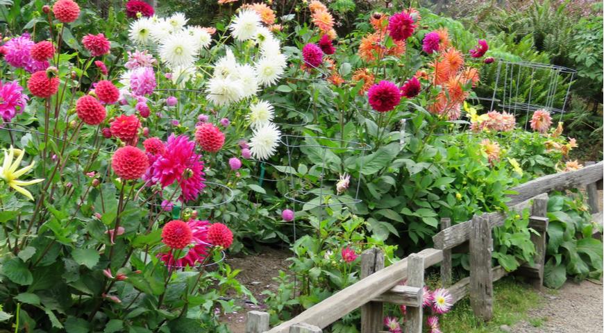 цветущие георгины в саду