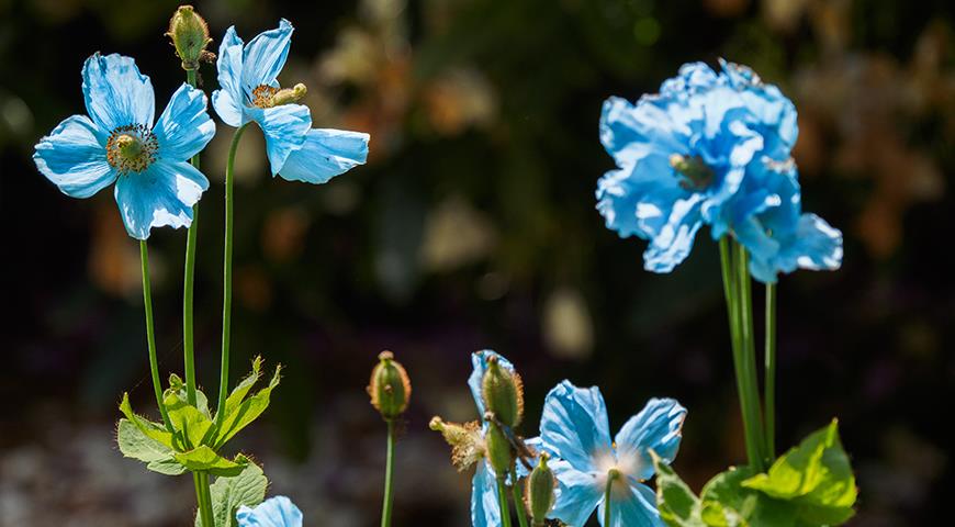 Синии цветы: меконопсис