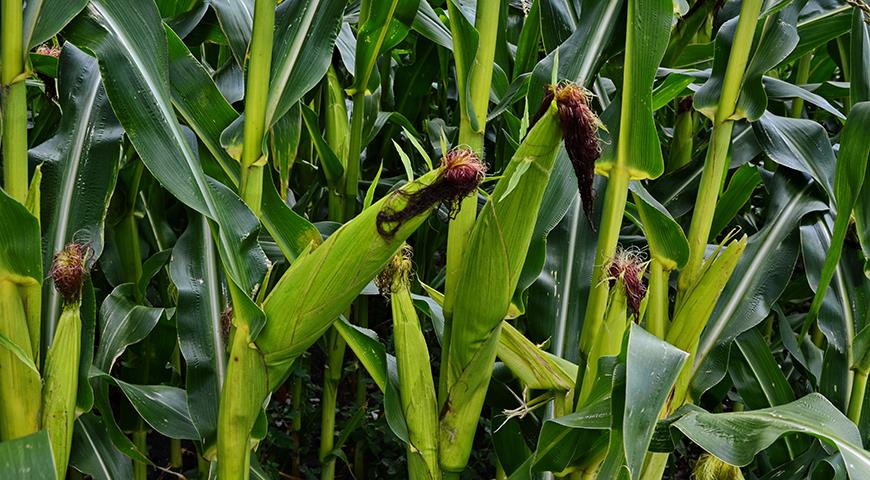 Как вырастить кукурузу