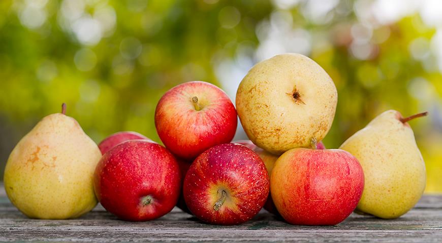 Урожай яблок и груш в августе в саду