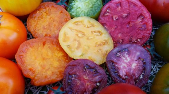 Что такое гибриды томатов и томаты F1, выбираем лучшие: советуют огородники