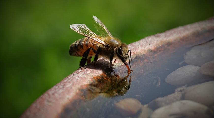 пчела в саду