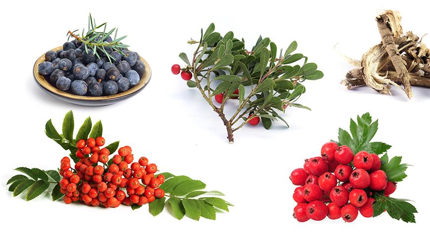 Полезные ягоды и лекарственные травы, которые собирают в октябре-ноябре