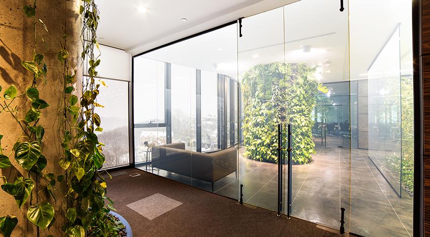 Лианы для декорирования стен и потолков в офисах и квартирах: крупные, устойчивые, красивые