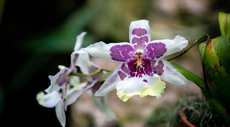 Орхидея - Буррагеара, Burrageara