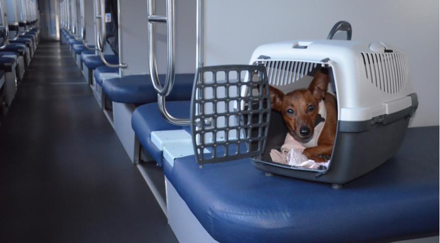 провоз домашних животных на поезде