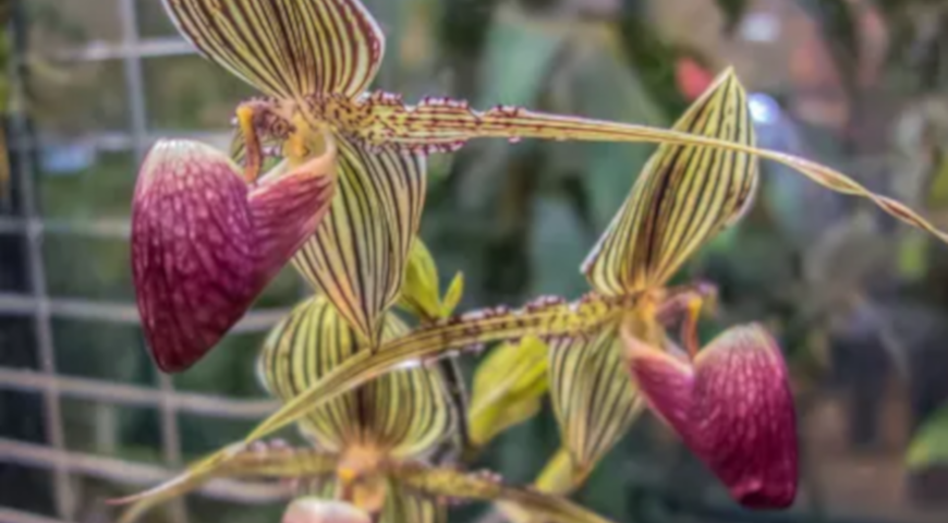 орхидея Ротшильда