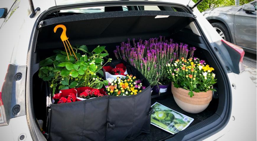 покупка растений