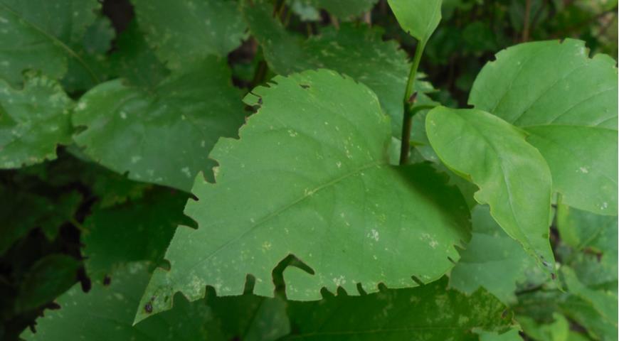 Повреждение листьев сирени пчелой-листорезом