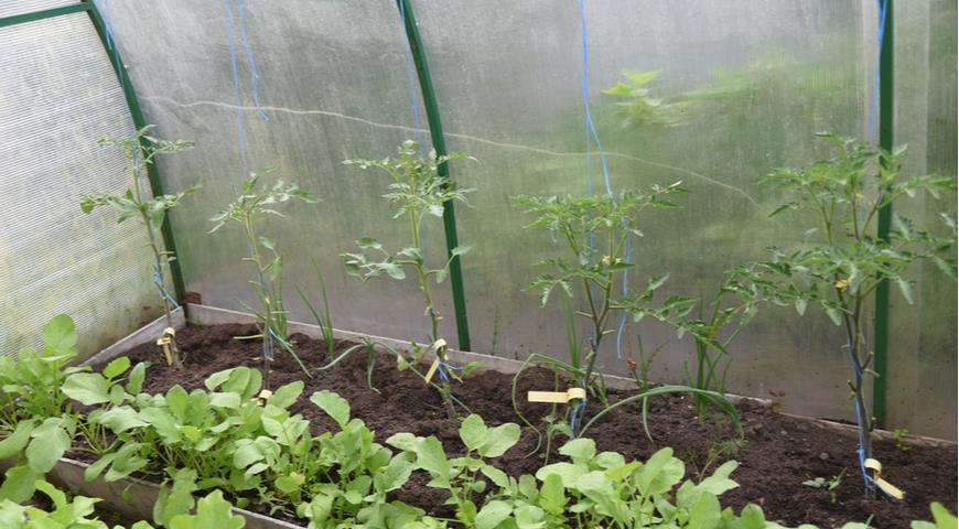 Листья томатов скручиваются из-за чрезмерной обрезки