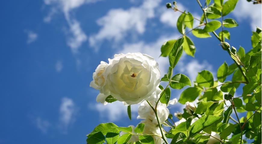 Высокие облака и роза Альба
