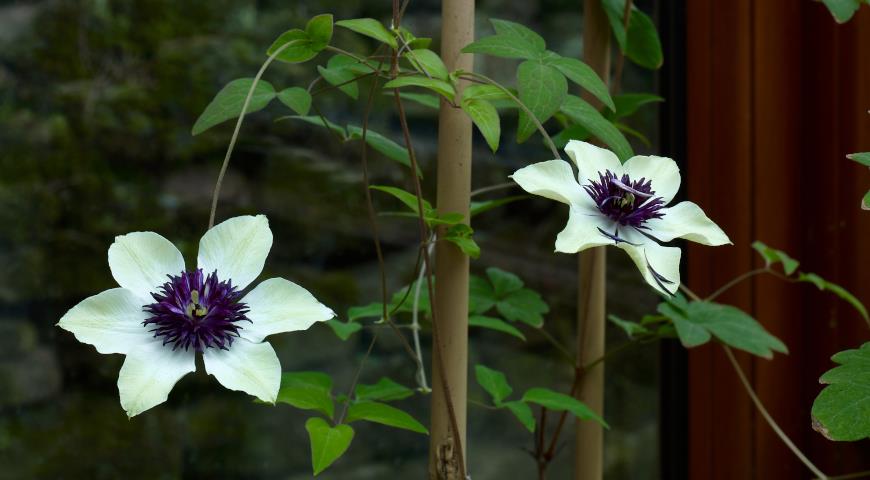 Клематис цветистый (Clematis florida) Seiboldii