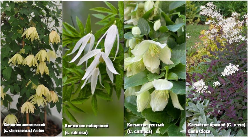 клематисы мелкоцветковые видовые